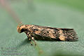 Pexicopia_malvella_ja2135s