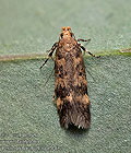 Pexicopia_malvella_ja2143s