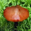 Phaeocollybia_christinae_am0404