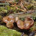 Phaeocollybia_festiva_be3231