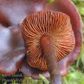 Phaeocollybia_jennyi_aj2652