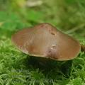 Phaeocollybia_lugubris_am0421