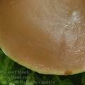 Phaeocollybia_lugubris_am0424