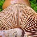 Phaeocollybia_lugubris_bi0661