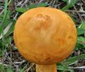 Phaeolepiota_aurea_bs8800