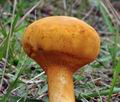 Phaeolepiota_aurea_bs8803