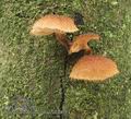 Phaeomarasmius_erinaceus_a8754