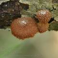 Phaeomarasmius_erinaceus_ak2572