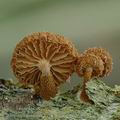 Phaeomarasmius_erinaceus_ak2583