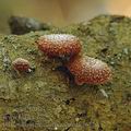 Phaeomarasmius_erinaceus_ak2627