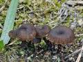 Phaeotellus_griseopallidus_bp3883