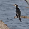 Phalacrocorax_africanus_bb0025