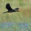 Phalacrocorax_africanus_bb3986