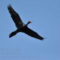 Phalacrocorax_africanus_bb4031