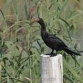 Phalacrocorax_africanus_bb4058