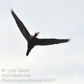 Phalacrocorax_africanus_bb4915