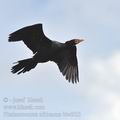 Phalacrocorax_africanus_bb4925