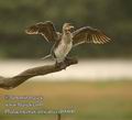 Phalacrocorax_africanus_db8800