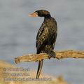 Phalacrocorax_africanus_ed8143