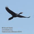 Phalacrocorax_africanus_ed8540