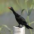 Phalacrocorax_africanus_ee0071