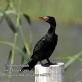 Phalacrocorax_africanus_ee0072