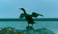 Phalacrocorax_aristotelis_2098