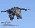 Phalacrocorax_aristotelis_eb0582