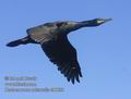 Phalacrocorax_aristotelis_eb0620