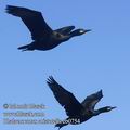 Phalacrocorax_aristotelis_eb0754