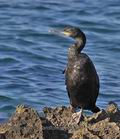 Phalacrocorax_aristotelis_ph0135