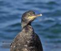 Phalacrocorax_aristotelis_ph0167a