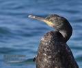 Phalacrocorax_aristotelis_ph0176a