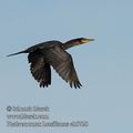 Phalacrocorax_brasilianus_eb5720