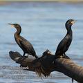 Phalacrocorax_brasilianus_eb5803