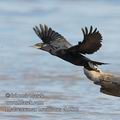 Phalacrocorax_brasilianus_eb5832