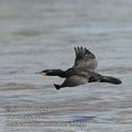 Phalacrocorax_brasilianus_eb5838