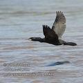 Phalacrocorax_brasilianus_eb5839