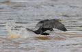 Phalacrocorax_brasilianus_eb5847