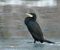 Phalacrocorax_cabro_dc2715