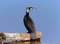 Phalacrocorax_carbo_11158