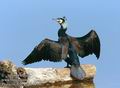 Phalacrocorax_carbo_11160