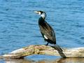 Phalacrocorax_carbo_11336