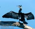 Phalacrocorax_carbo_11343