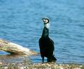 Phalacrocorax_carbo_11345