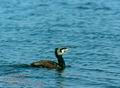 Phalacrocorax_carbo_11346