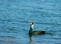 Phalacrocorax_carbo_11347