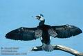 Phalacrocorax_carbo_11349