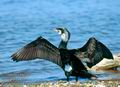 Phalacrocorax_carbo_11355