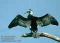 Phalacrocorax_carbo_11356